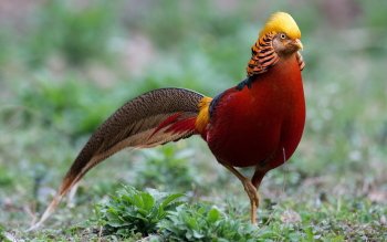Golden-Pheasant.jpg