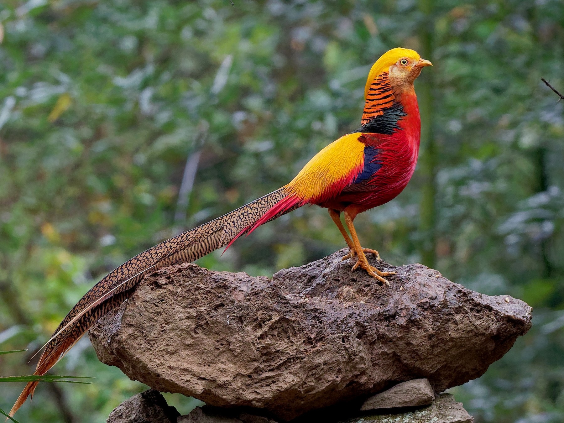 Golden-Pheasant1.jpg