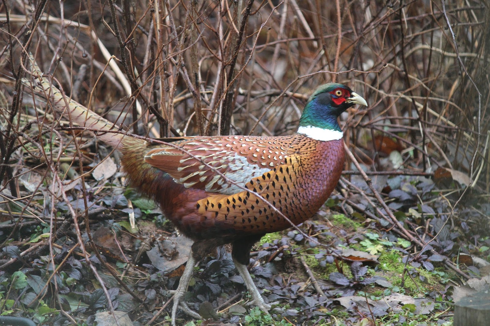 Melanistic_Mutunt4.JPG