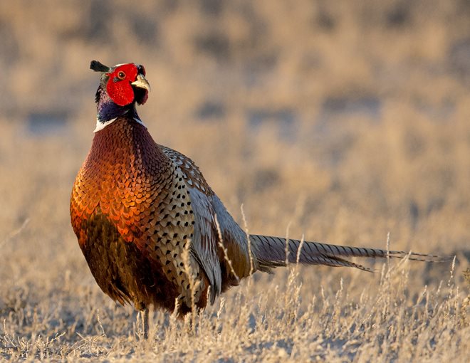 Birding In Taiwan - Ring-necked Pheasant