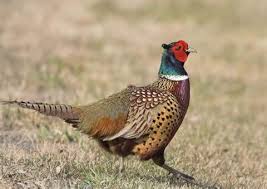 Ring_Neck_Pheasant1.jpg