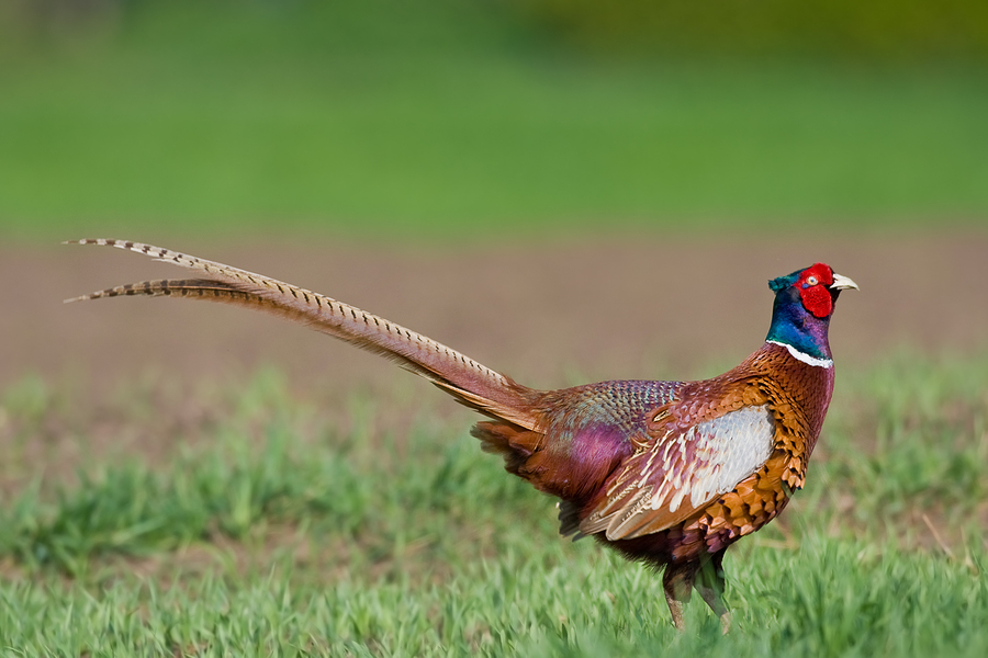 Ringneck-Pheasant-2.jpg