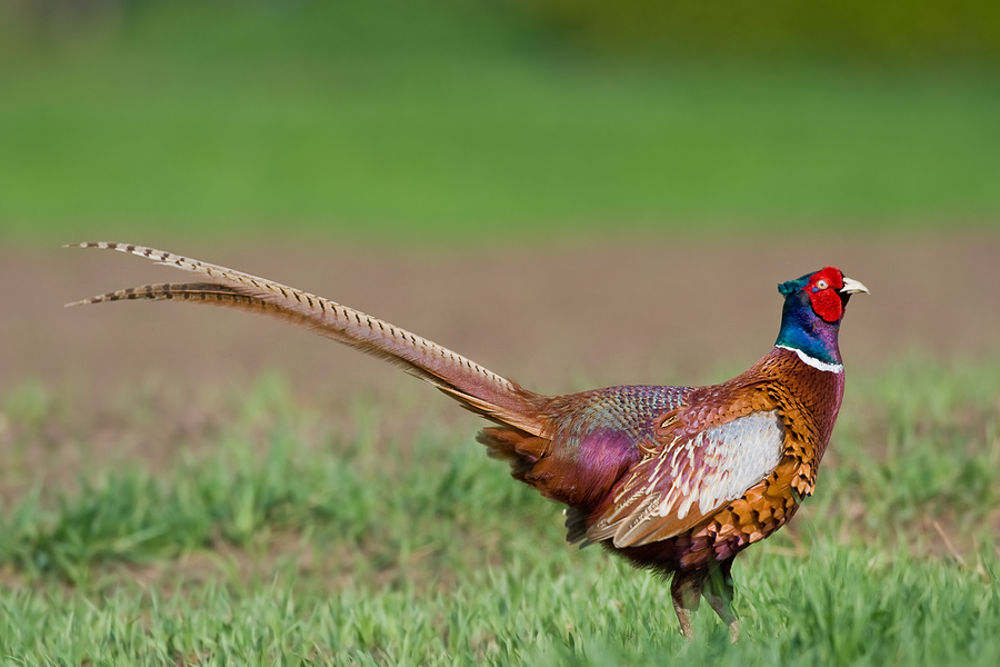 Don't feed the pheasants on the road, Pheasants Forever warns - The Globe |  News, weather, sports from Worthington, Minnesota