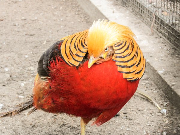 golden-pheasant2.jpg