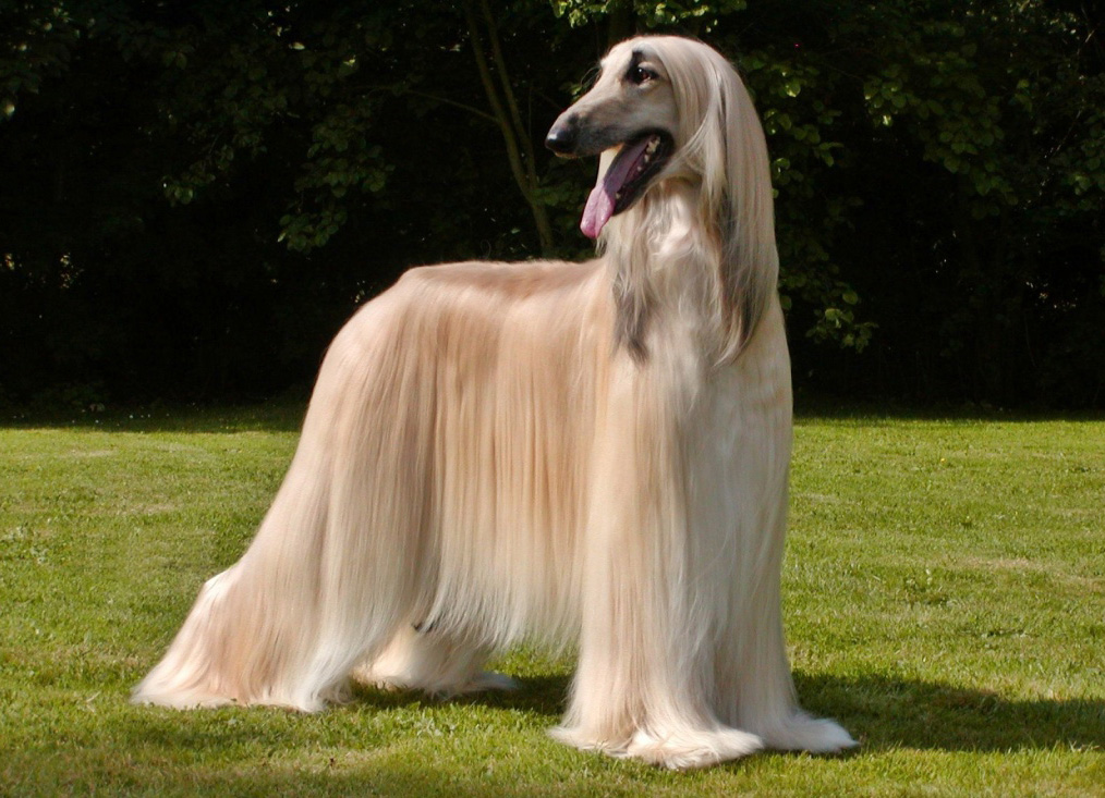 Afghan_Hound1.jpg