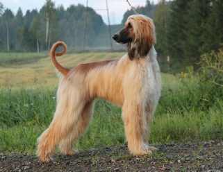 Afghan_Hound2.jpg