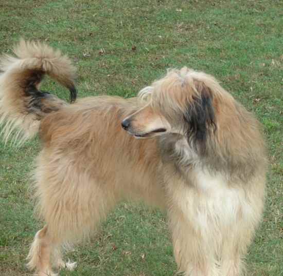 Afghan_Hound4.jpg