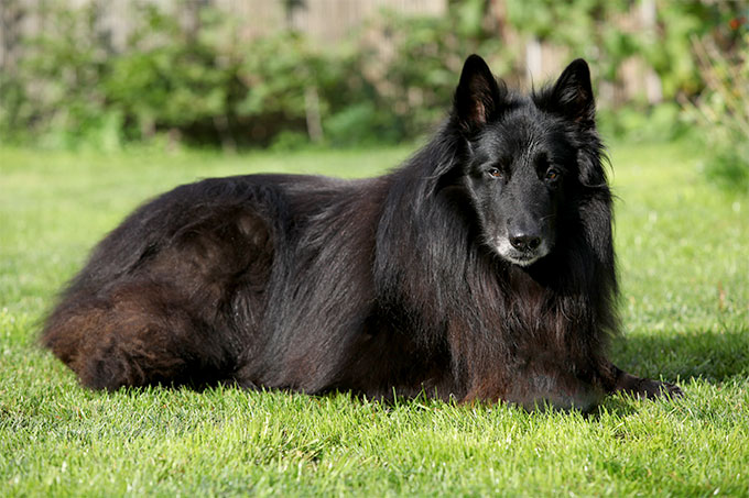 Belgian_Shepherd.jpg