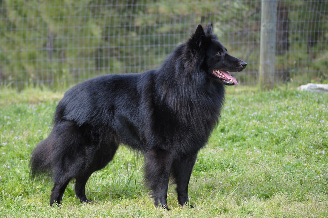 Belgian_Shepherd1.jpg