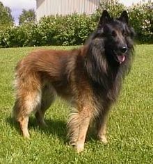 Belgian_Shepherd_main.jpg