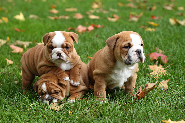 Bulldog-Slide-03.jpg