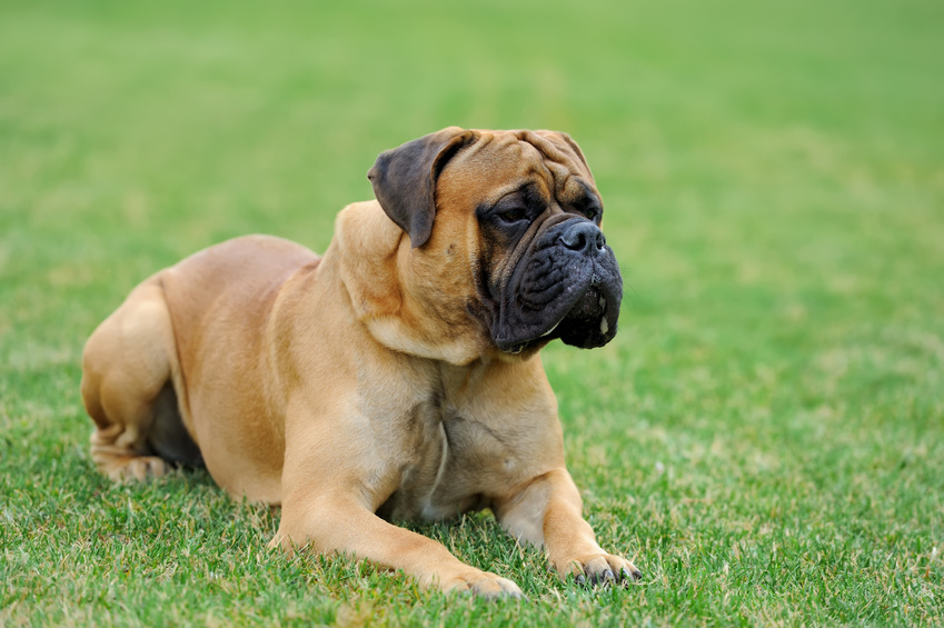 Bullmastiff2.jpg