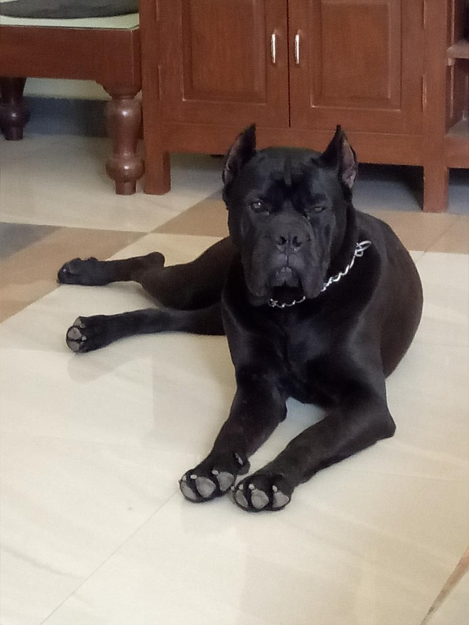 CaneCorso1.jpg