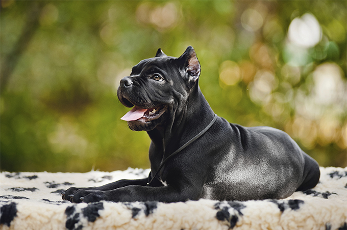Black cane corso yellow eyes for sale 2025
