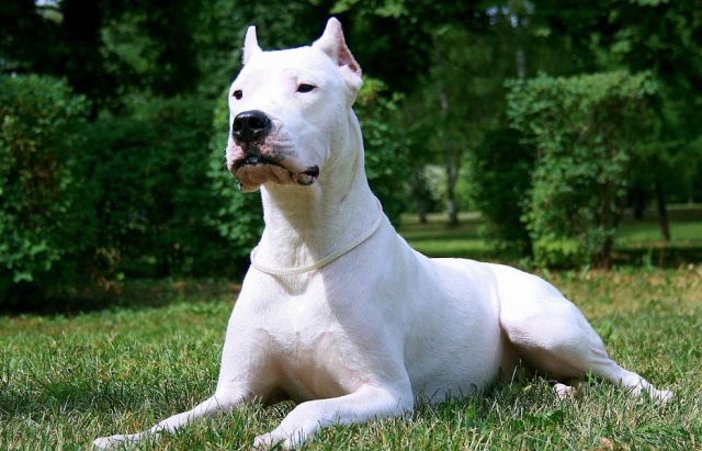 Dogo_Argentino1.jpg