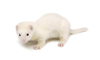 Ferret-White_inetfarms_3.jpg