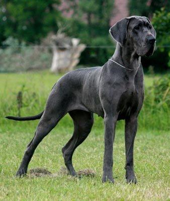 Great_Dane1.jpg