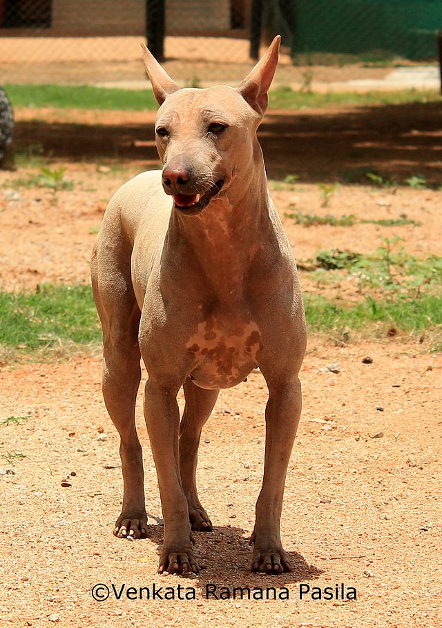 Jonangi_worked_out.jpg