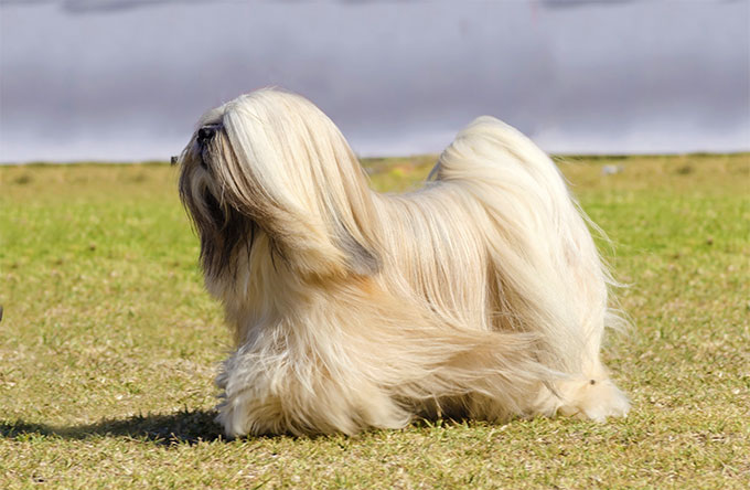 Lhasa_Apso.jpg