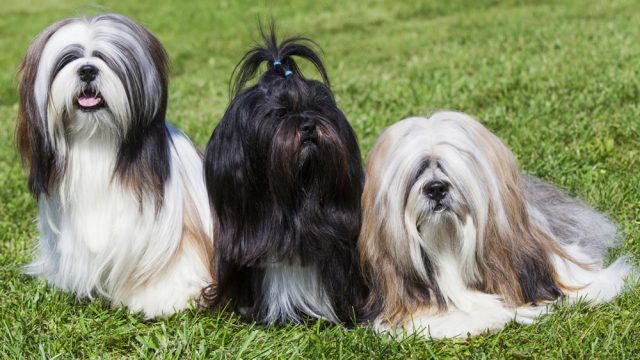 Lhasa_Apso1.jpg