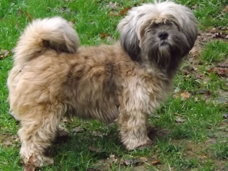 Lhasa_Apso2.jpg