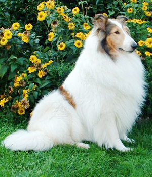 ROUGHCOLLIE.jpg