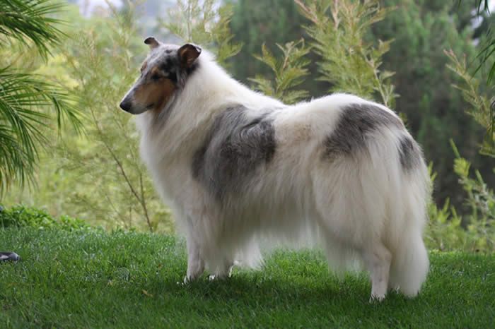 ROUGH_COLLIE02.jpg