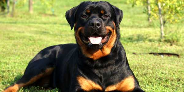 Rottweilercover.jpg