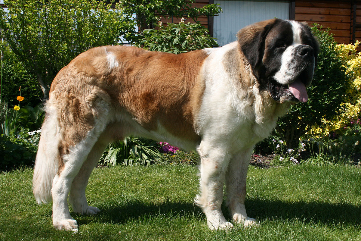 St__Bernard.jpg