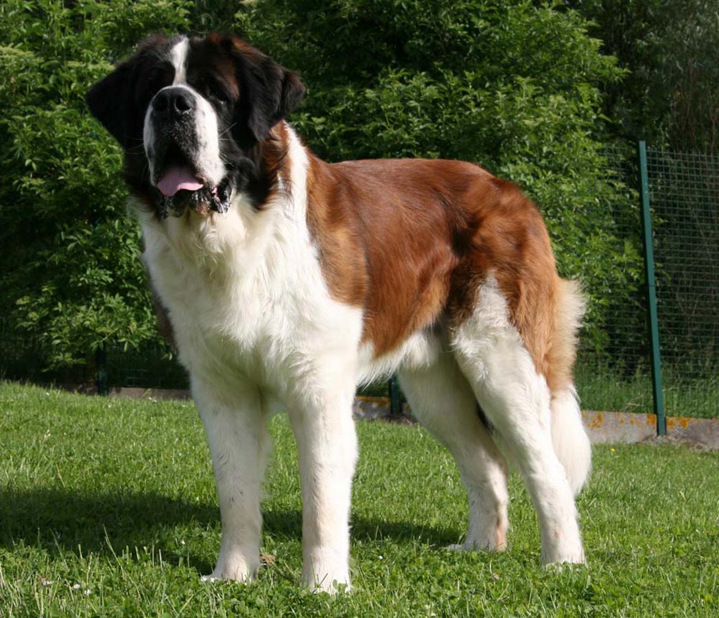 St__Bernard1.jpg