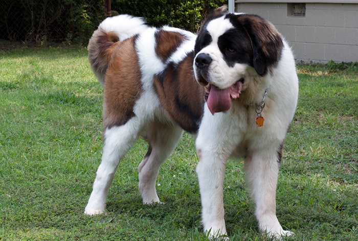 St__Bernard3.jpg