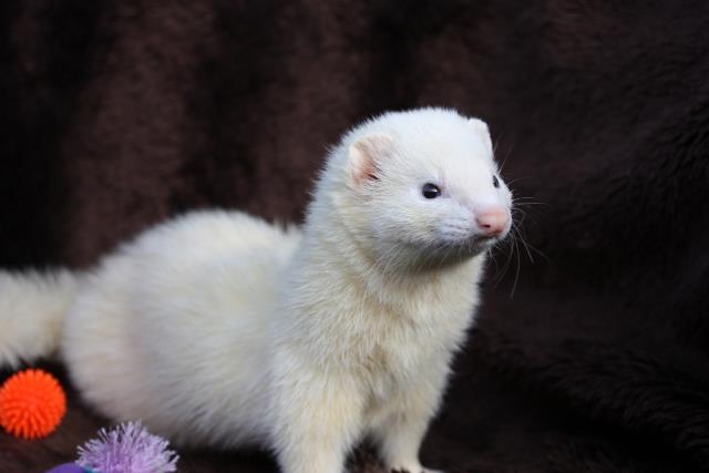 ferrets_inetfarms.jpg