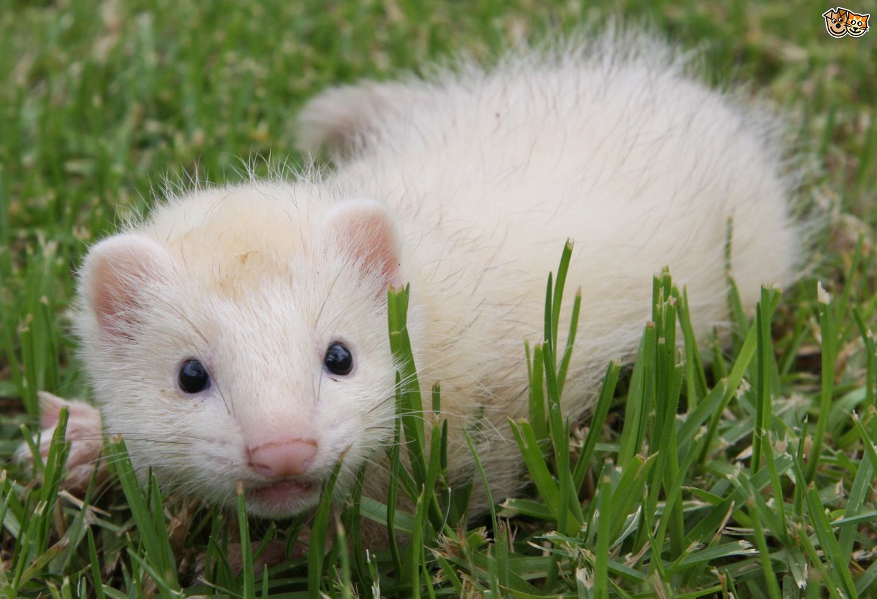 ferrets_inetfarms_h.jpg