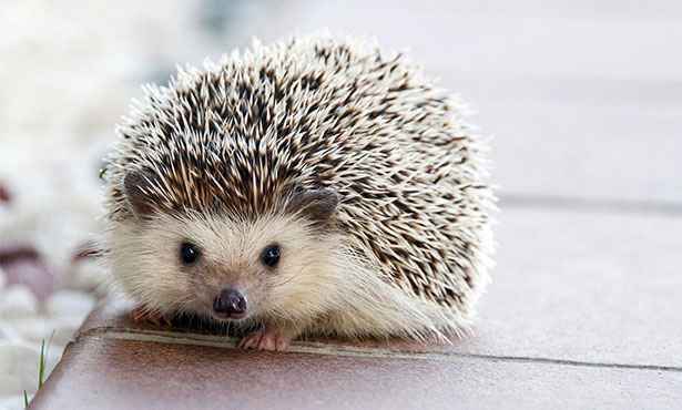 hedgehog.jpg