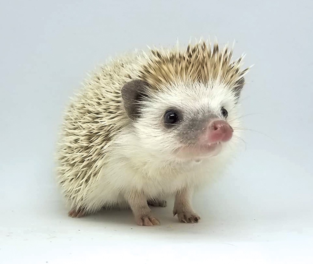 hedgehog1.jpg