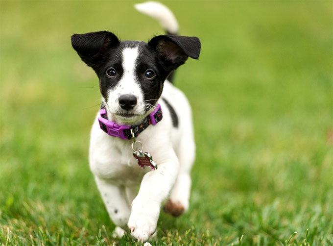 Jack russell best sale terrier price range