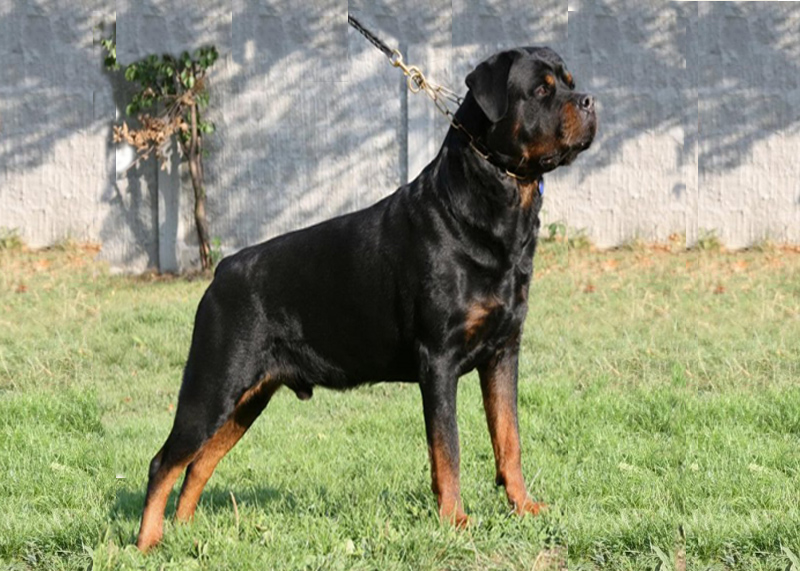 rottweiler01.jpg