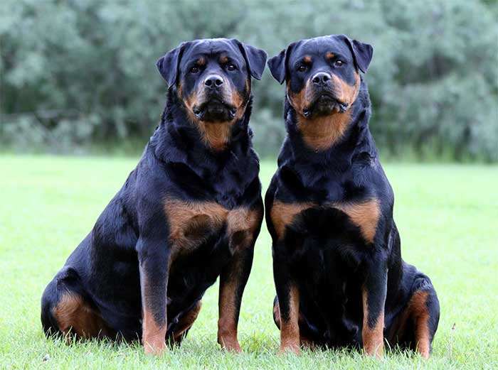 rottweiler3.jpg