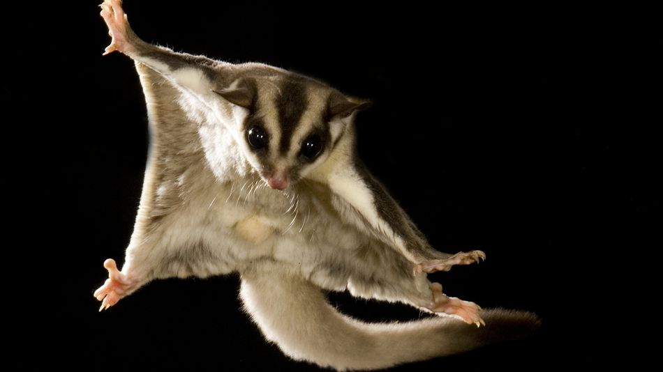 sugar-gliders.jpg