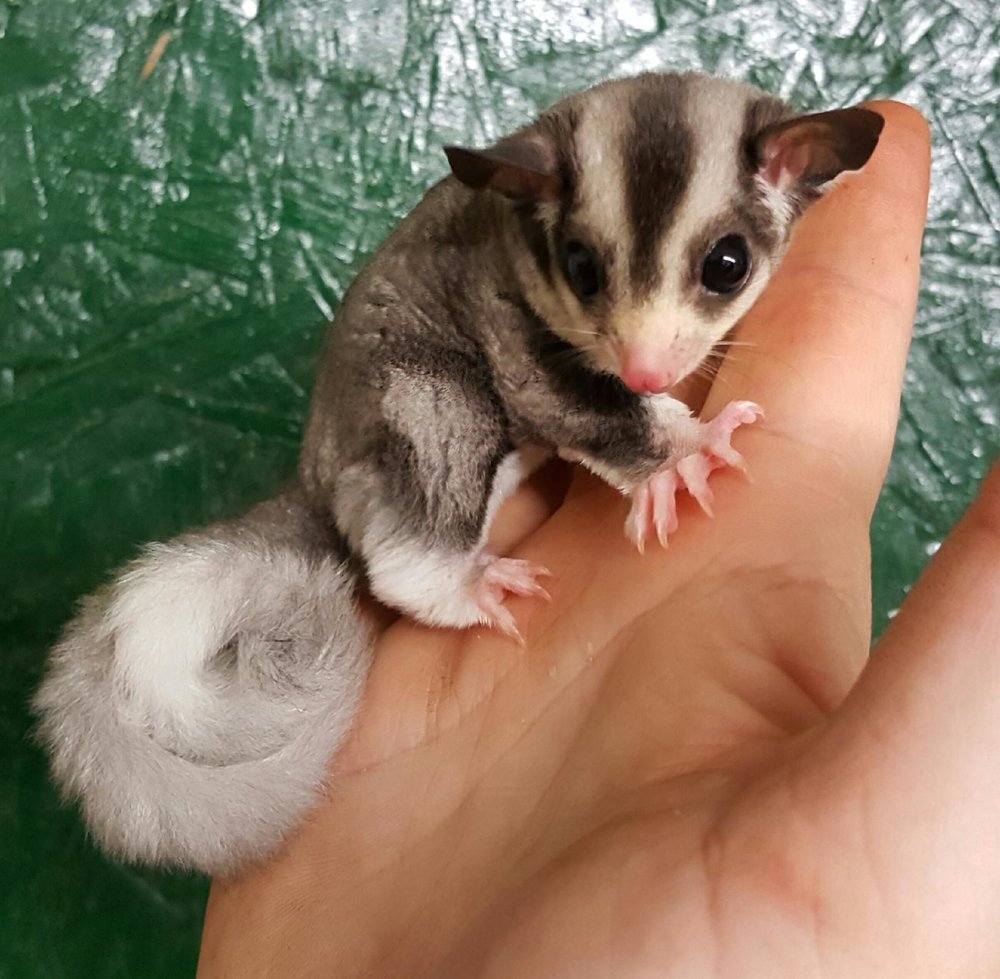 sugar-gliders1.jpg