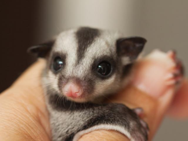 sugar-gliders2.jpg