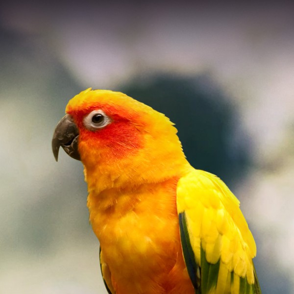 sunconure.jpeg