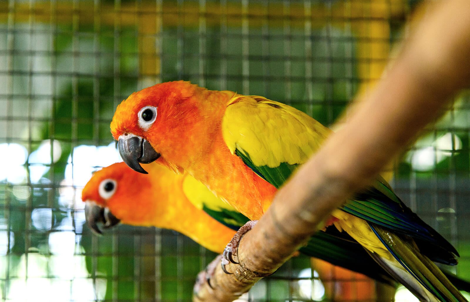 sunconure1.jpg