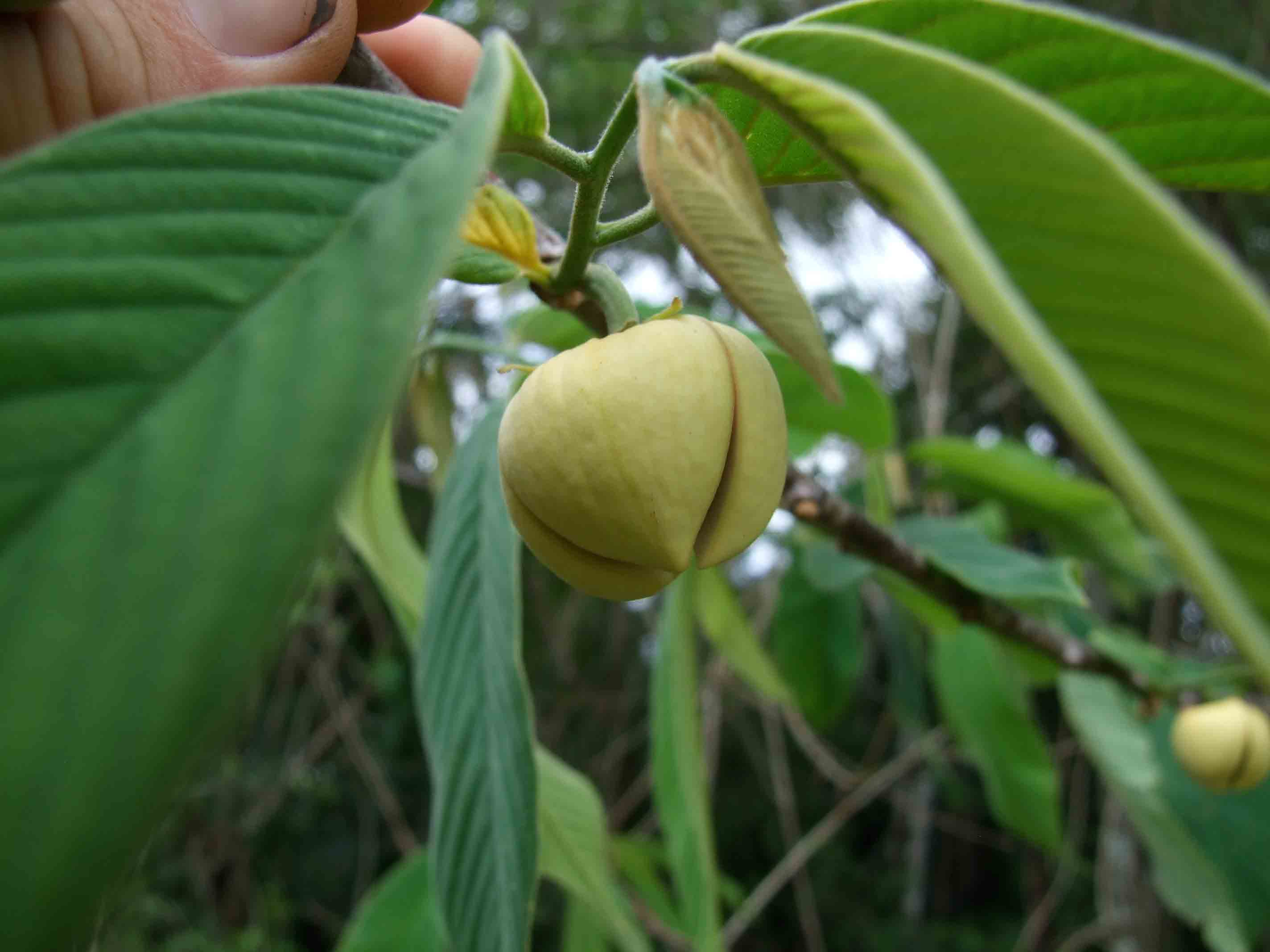 Annona3.jpg