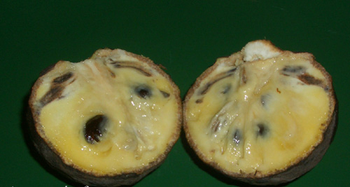 Annona_scleroderma01.jpg