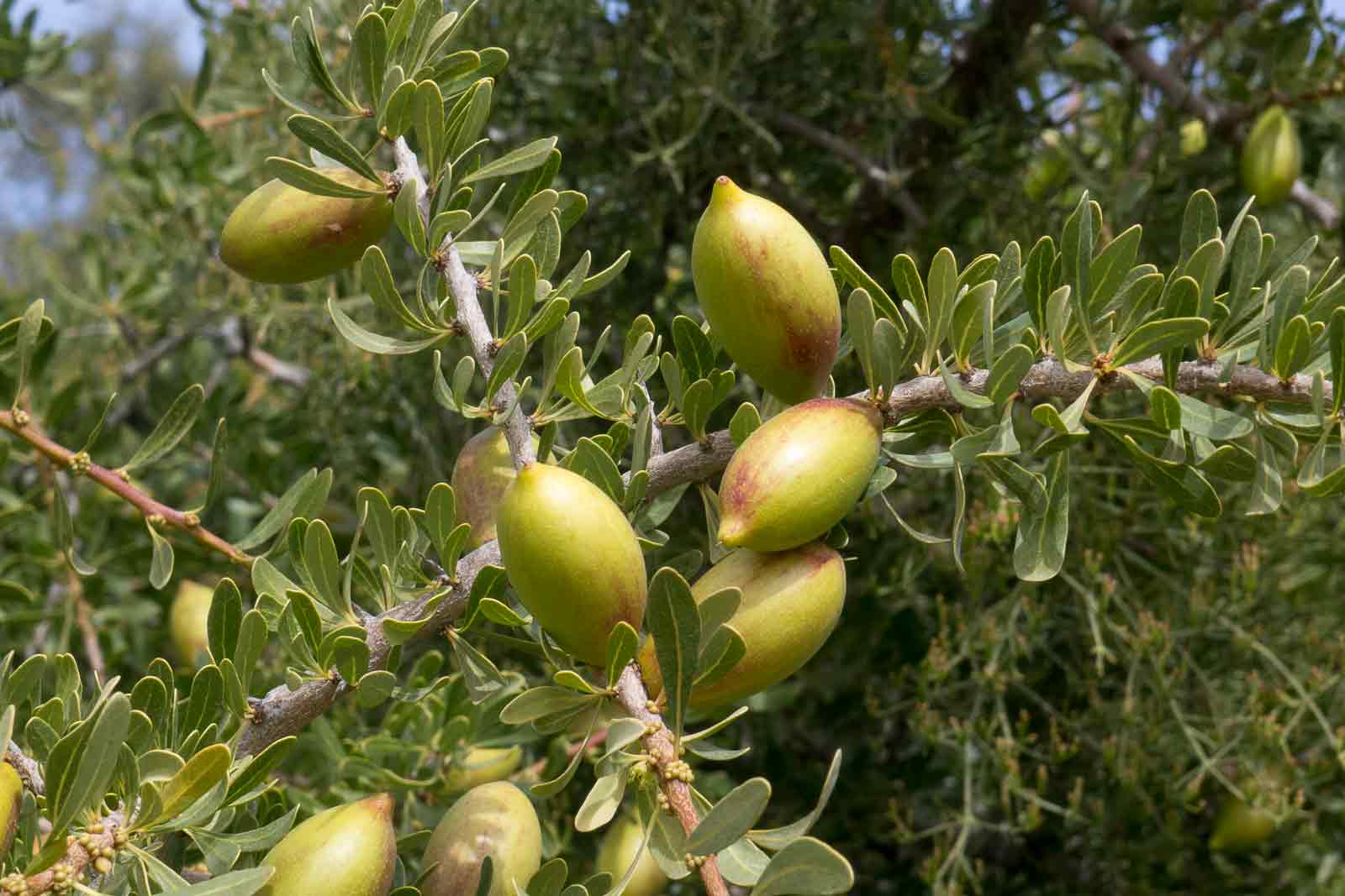 Argania_spinosa1.jpg