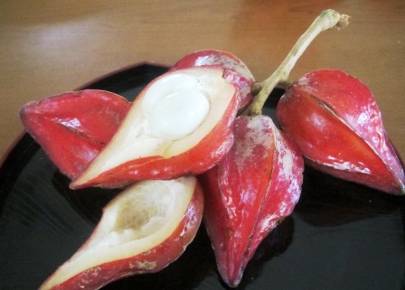 Belembing-darah-CUT-fruitS.jpg