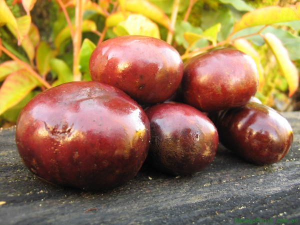 Burdekin-Plum-152.jpeg