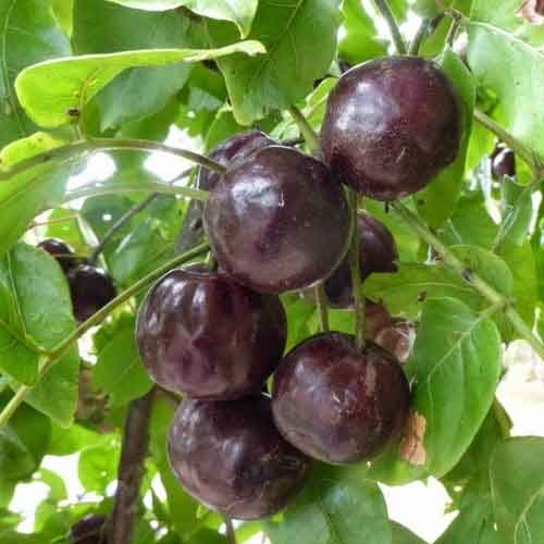 Burdekin-Plum-3.jpg