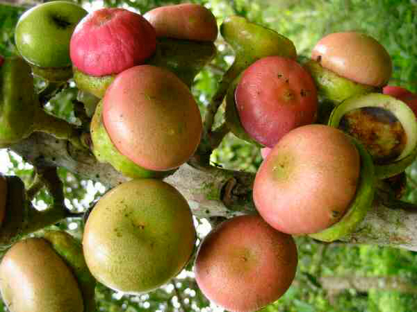 Engkala-fruit.jpg